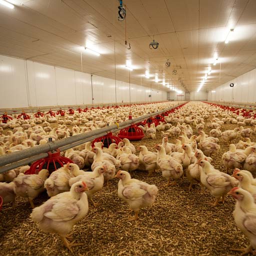 Ross 308 and Cobb 500